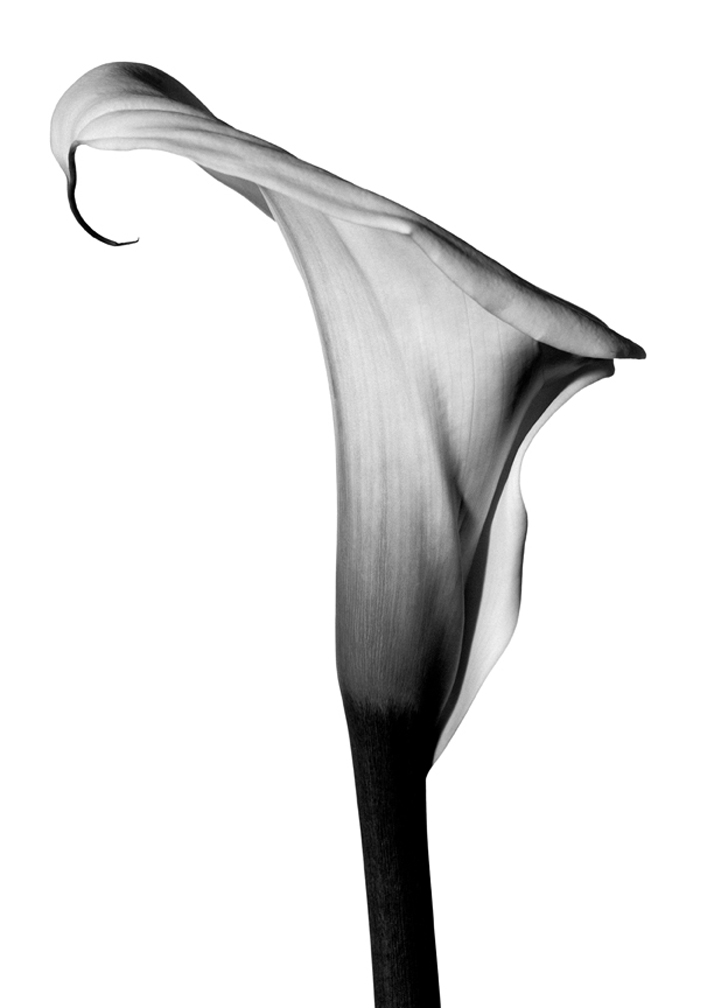 myron-zabol-platinum-009